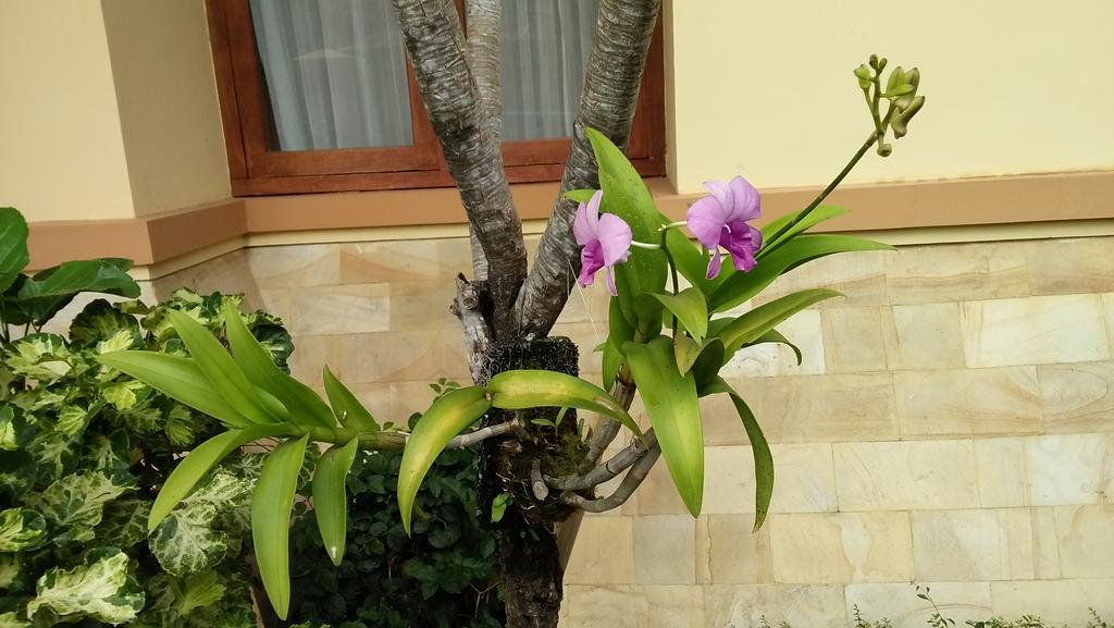 Roemah Canting Homestay Yogyakarta Eksteriør billede