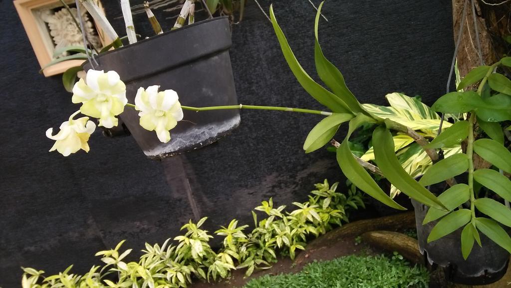 Roemah Canting Homestay Yogyakarta Eksteriør billede